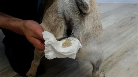 anal gland leak|Help! My Dog’s Anal Glands are leaking. (7 reasons & what to do)